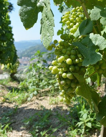 Visite & dégustation au cœur de nos vignes