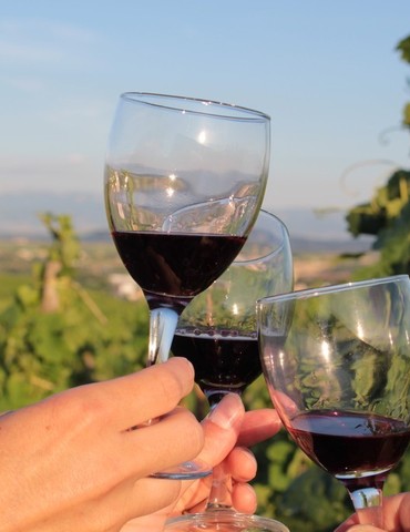 Dégustation dans les vignes Domaine Rouchier - manger bio et local