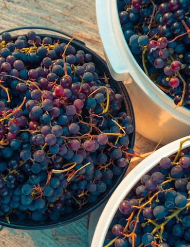 Fête des vendanges - Tain l'Hermitage