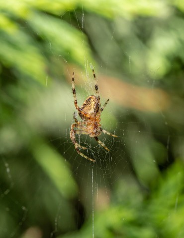 Partez à la découverte des araignées - Charmes-sur-l'Herbasse