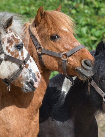 Atelier bien-être avec les poneys - Semaine Bleue
