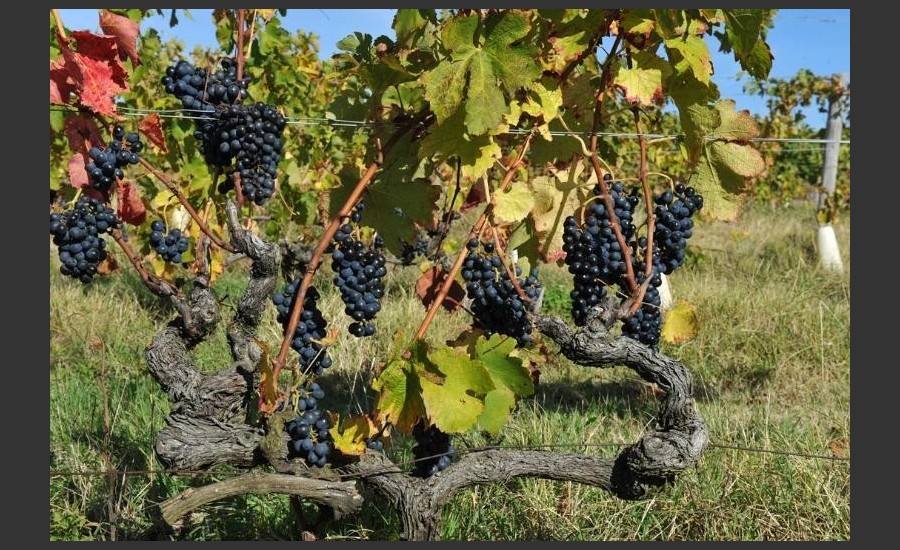 Vignes du Domaine Pradelle