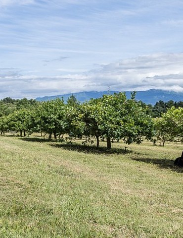 Panier pique-nique au milieu des chênes - La Baume Saint Antoine