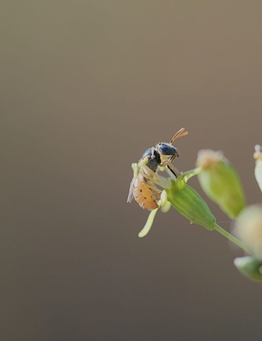 Ateliers participatifs Biodiversité Communale à Tain-l'Hermitage