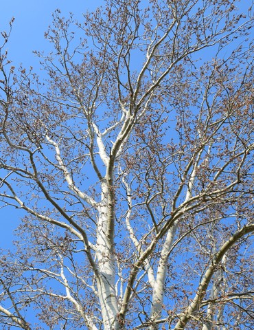 Plantation de l'arbre Pibole - Colombier le Vieux