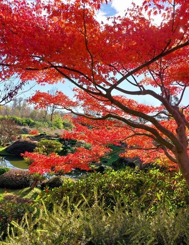 Splendeurs Automnales des étables du Japon - Jardin Zen
