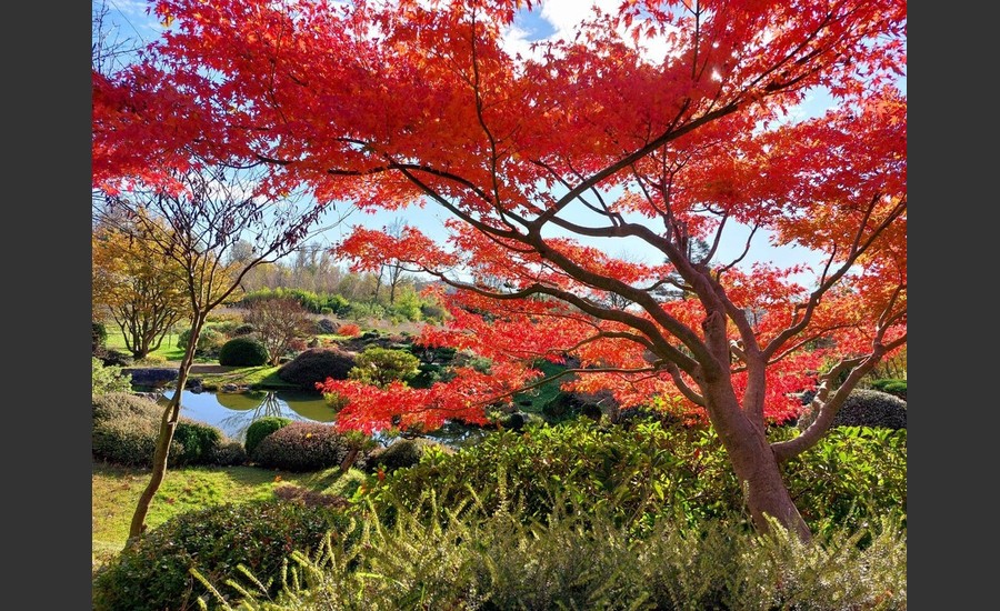 Splendeurs Automnales des érables du Japon au Jardin Zen