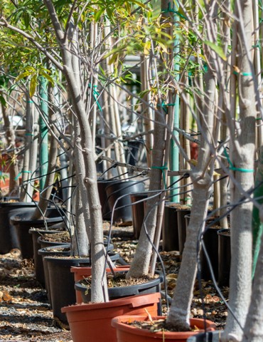 Foire aux Arbres de Nectardéchois - Pailharès