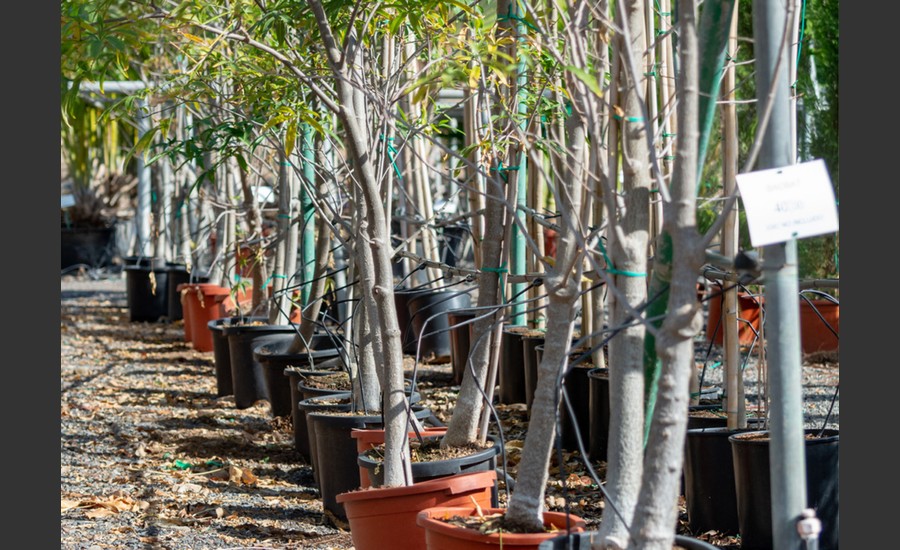 Foire aux Arbres à Nectardéchois