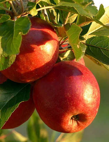 Foire aux Pommes de Pailharès