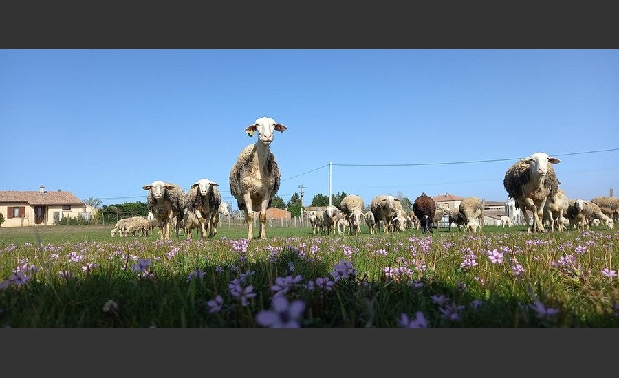 de ferme en ferme_ferme bobon_vion