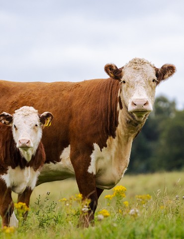 Journées Portes Ouvertes à la Ferme Raffin - 6ème édition