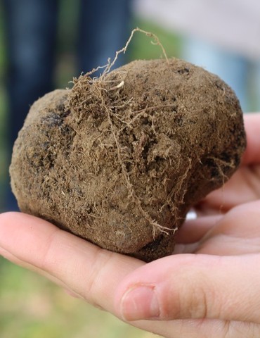 Marché aux truffes et aux fines volailles