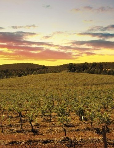 Atelier découverte Vins du Monde - M.CHAPOUTIER