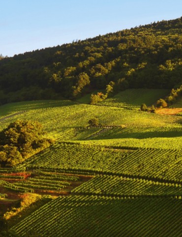 Atelier Découverte "Rhône & Alsace" - M.CHAPOUTIER