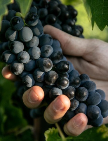 Atelier découverte "100% Syrah" - M.CHAPOUTIER