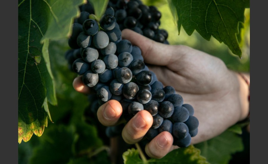 Atelier découverte "100% Syrah" - M.CHAPOUTIER