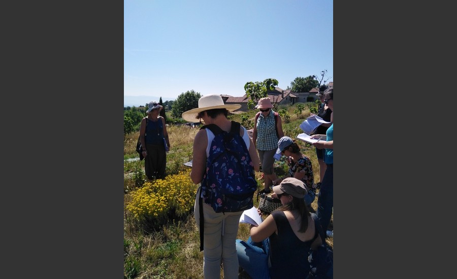 Balade botanique et atelier avec La magie des plantes_Tournon-sur-Rhône