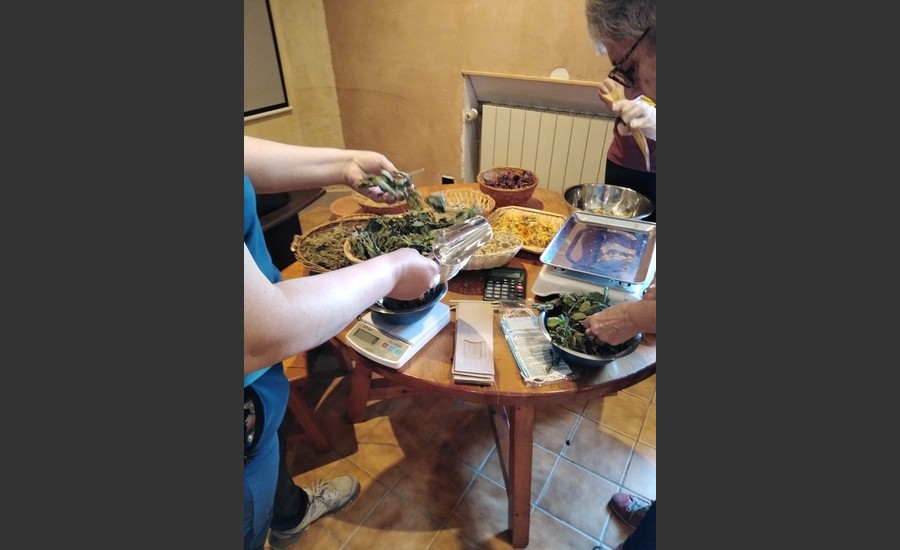 Balade botanique et atelier avec La magie des plantes_Tournon-sur-Rhône