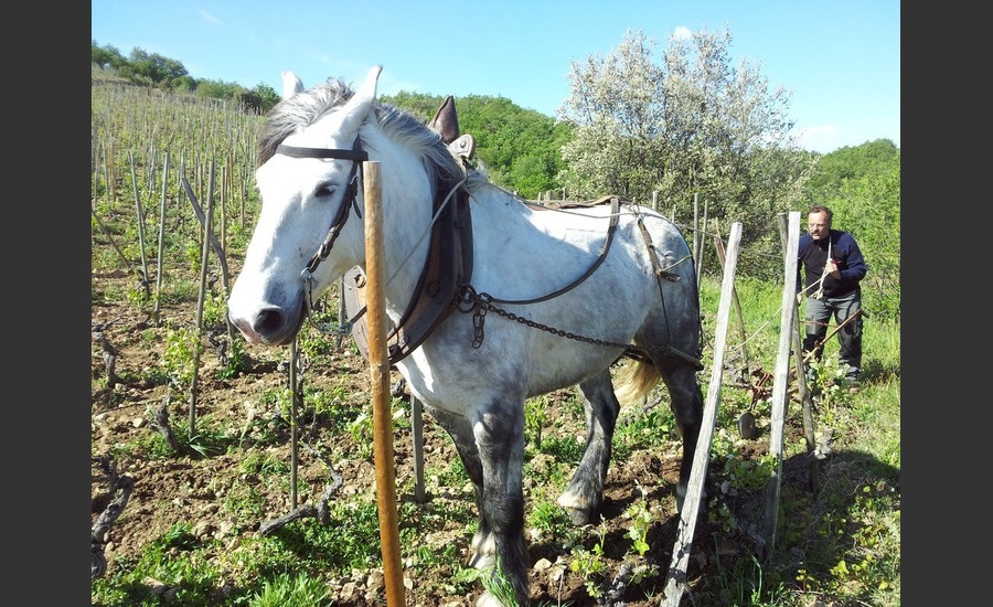 Apéro Vignes au Domaine de Gouye_Saint-Jean-de-Muzols