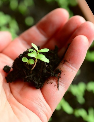 Vente de plants à la ferme - Graines de Buisson
