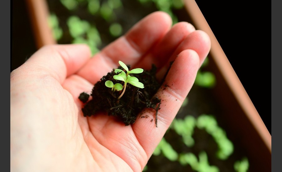 Vente de plants à la ferme - Graines de Buisson_Plats