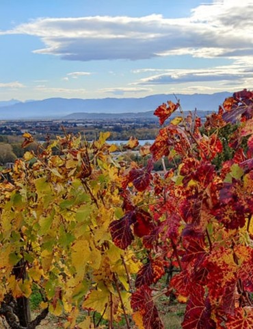 Fascinant Week-end Vignobles & Découvertes - Vineum
