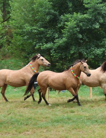 Fête du cheval