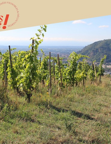 Randonnée dans les vignes - Domaine de Gouye
