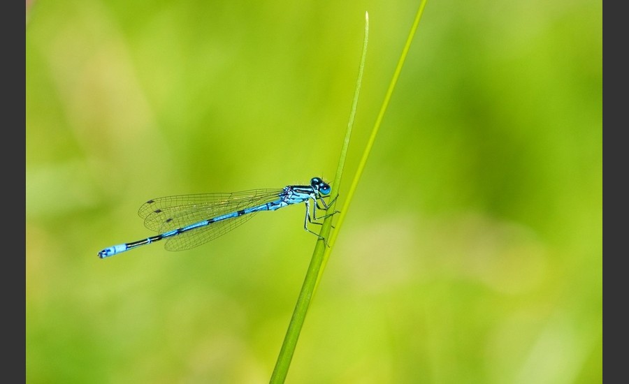 Découverte faune flore mouceht _ JEP