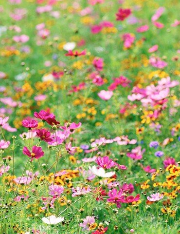 Vente de fleurs et plants