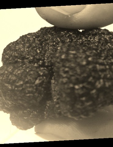 Découverte de la truffe Noire en Drôme des Collines - La Baume Saint-Antoine