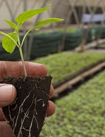 Marché aux arbres - Terroir en fête