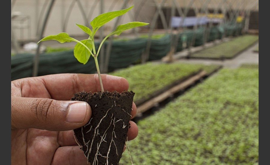 marche aux arbres - nectardechois - pailhares