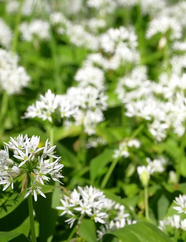 Les balades du père Fayou -Domaine de Gouye