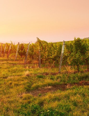 Randonnée au cœur du berceau du Saint-Joseph - Mauves