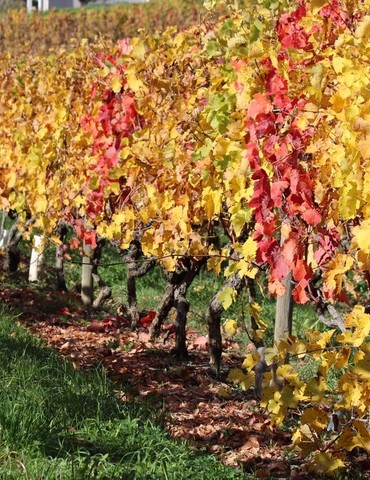 Portes ouvertes au Domaine Combat