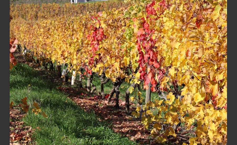 Portes ouvertes au Domaine Combat_Mercurol-Veaunes