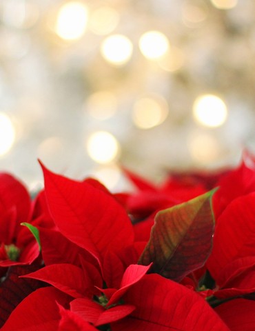 Déambulation des Baladins du rire - Destination Noël Tournon