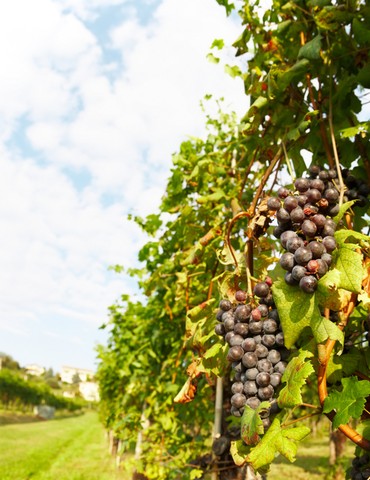 La Matinée du Chêne Vert #2
