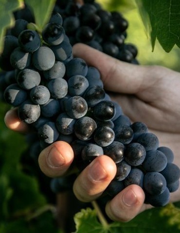 Atelier Découverte "100% Syrah"  - M.CHAPOUTIER