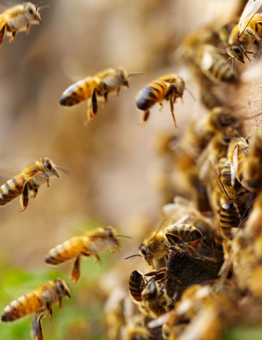 "Murmures d'abeille" - Festival du Conte des Collines