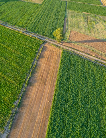 "Leurs champs du coeur" - Saint-Félicien
