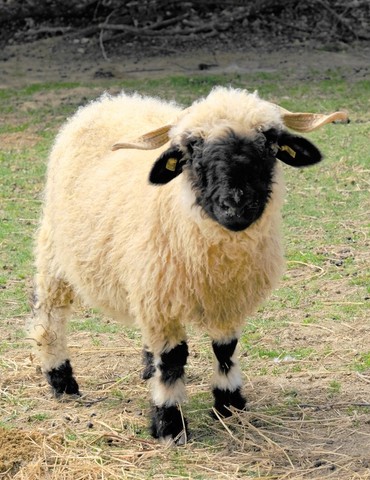 Tétée des chevrettes et découverte du Parc 1001 cornes