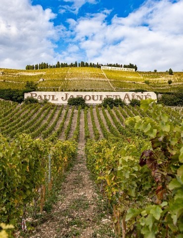 Randonnée en Hermitage et Dégustation - Vineum