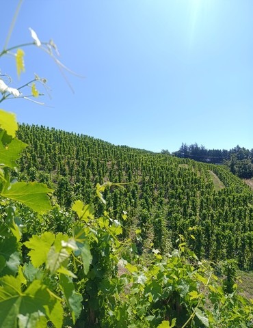 Domaine Goudard & Filles - De Ferme en ferme