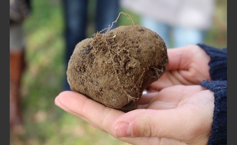 Découverte d'une truffière et repas truffe _ La Baume Saint Antoine_ Romans