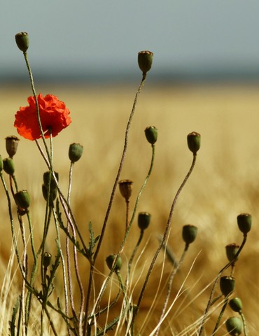 Conférence "les végétaux" Claude Arnaudon - Tournon sur Rhône