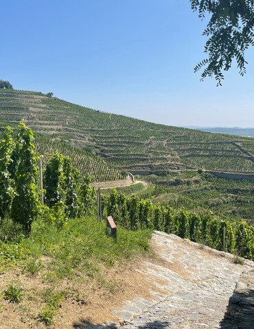 Conférence "La cuvée de la Tourette : l’Hermitage au cœur du grand monde"