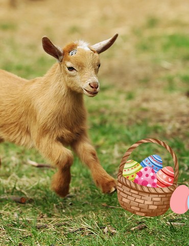 Chasse aux œufs - 1001 Cornes